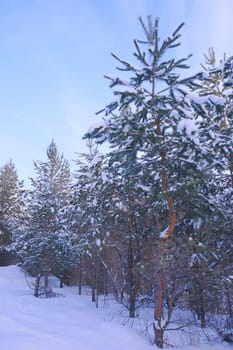 Evening winter landscape in pine's forest