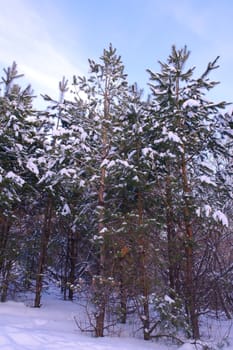 Evening winter landscape in pine's forest