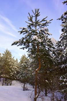 Evening winter landscape in pine's forest