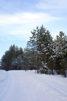 Evening winter landscape in pine's forest