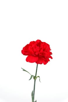 Red carnation over white