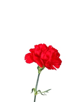 Red carnation over white