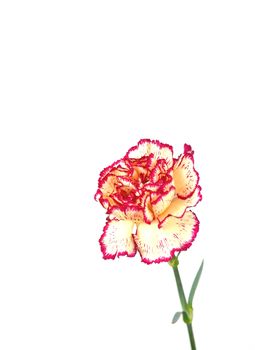 Pink&Yellow carnation over white