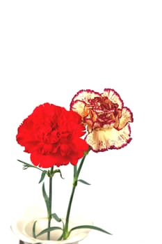 Red and Pink&Yellow carnation in vase over white
