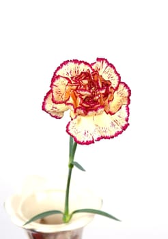 Pink&Yellow carnation in vase over white