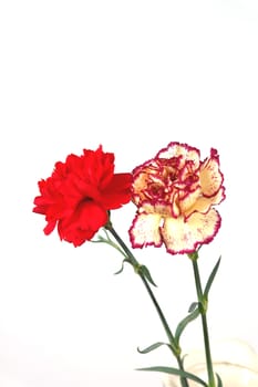 Red and Pink&Yellow carnation in vase over white