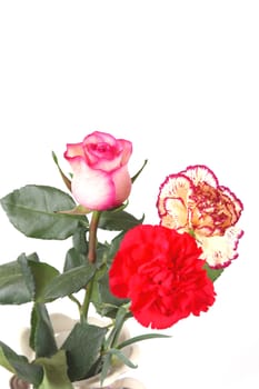 Blossom flowers in vase over white