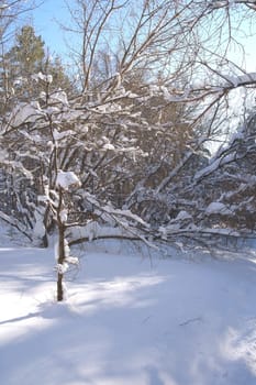 Winter landscape in forest after snowfall