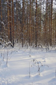 Winter landscape in forest with pines after snowfall