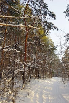 Winter landscape in forest with pines after snowfall