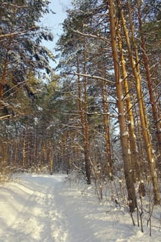 Winter landscape in forest with pines after snowfall, evening