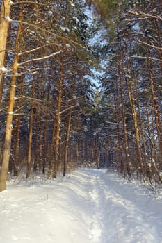 Winter landscape in forest with pines after snowfall, evening