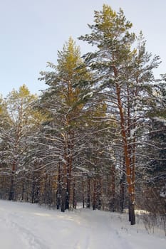 Winter landscape in forest with pines after snowfall, evening