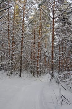 Winter landscape in forest with pines after snowfall, evening