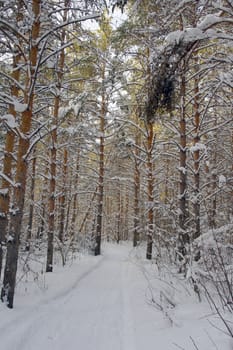 Winter landscape in forest with pines after snowfall, evening