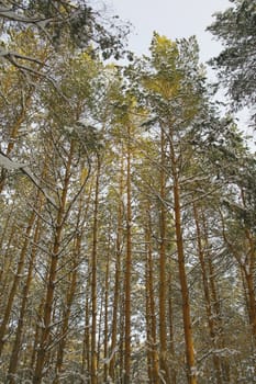 Winter landscape in forest with pines after snowfall, evening