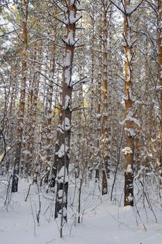 Winter landscape in forest with pines after snowfall, evening