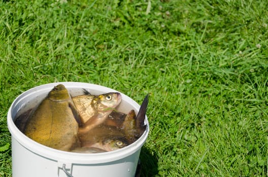 big fishing catch in bucket with water on meadow grass.