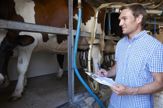 Farmer Inspecting Dairy Cattle In Milking Parlour