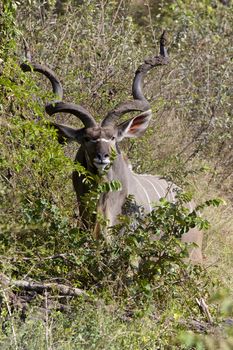 Kudu bull eating in the Kruger National Park, South Africa