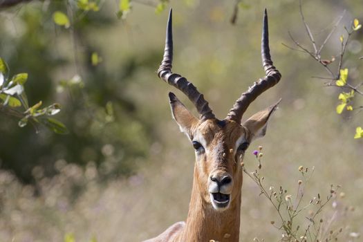Male impala in Kruger National Park, South Africa