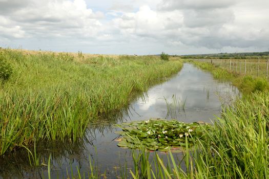 A river cuts through reeds on marshland with a lilly plant and flowers in the foreground.