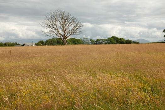 Flowering plants and grasses on a meadow with an old dead oak tree in the distance.