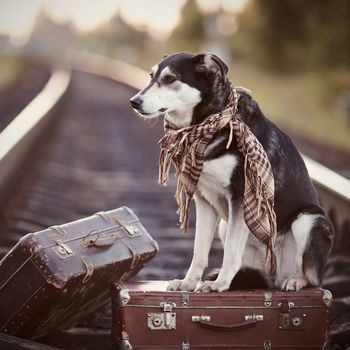 Dog on rails with suitcases. The dog looks for the house. The dog waits for the owner. The lost dog. Mongrel on the road. Dog on rails. Dog with suitcases. Not purebred dog on the road. Traveler. Vagrant dog. Tramp.