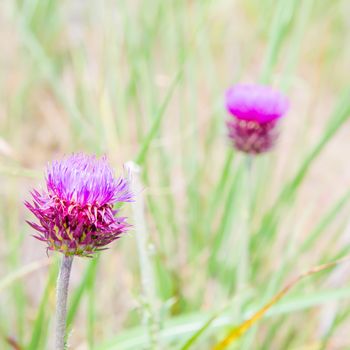 Thistle flower in the meadows. Onopordum Acanthium. Spiky plant in wild