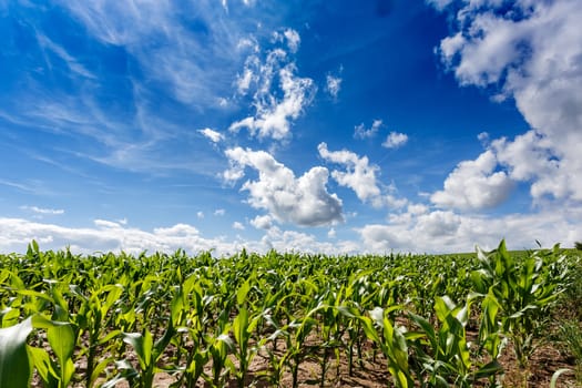 A green field of corn growing up against blue sky with sun
