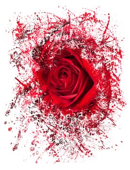 Detailed close shot of velvet red rose breaking into many pieces to suggest either a breakup or perhaps excitement as the rose devolves into abstract illustration