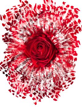 Detailed close shot of velvet red rose breaking into many pieces to suggest either a breakup or perhaps excitement as the rose devolves into abstract illustration