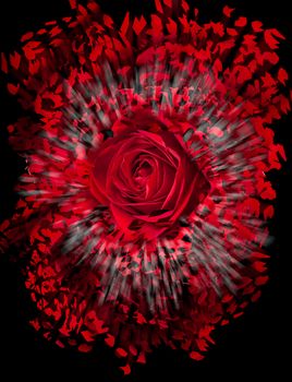 Detailed close shot of velvet red rose on black background breaking into many pieces to suggest either a breakup or perhaps excitement as the rose devolves into abstract illustration