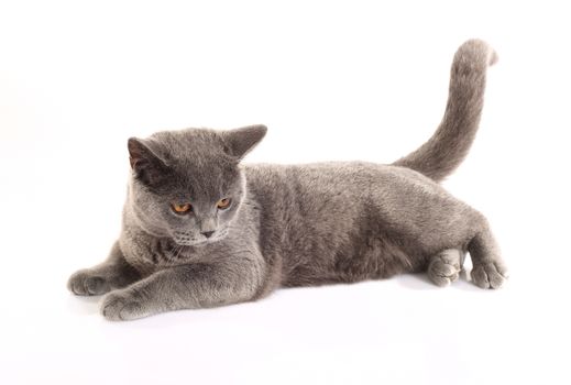 Blue British Shorthair cat on white background.