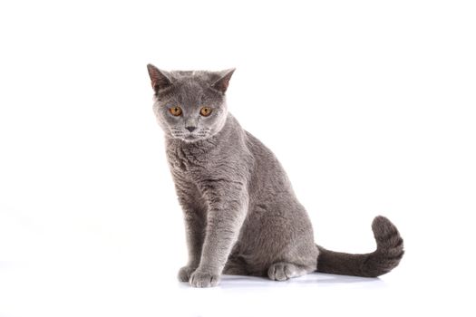 Blue British Shorthair cat on white background.