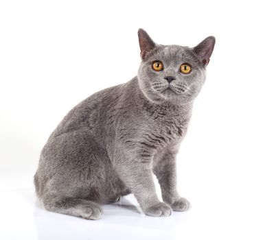 Blue British Shorthair cat on white background.