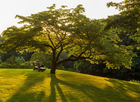 Single muslim woman speaking on mobile phone on a park bench or seat in the shade of a flowering dogwood tree in the shadows of the branches