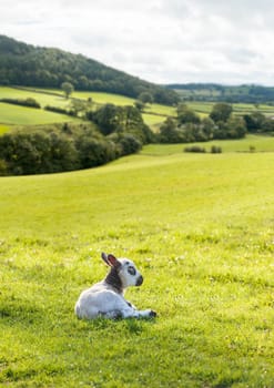 Welsh lamb with black and white wool in meadow with welsh or yorkshire hills in background