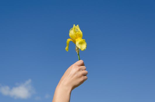 Gardener hand holding yellow iris flower bloom on blue sky background.