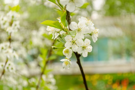 small apple tree branch with small white flowers and leaves with drops of rain