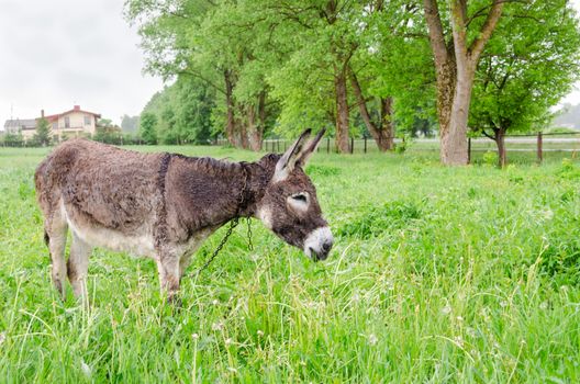 Cute wet donkey animal tied with chain graze in green meadow grass pasture in rainy day.