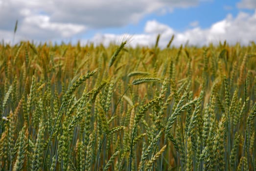 field sown with wheat, ripened crop ready for harvest