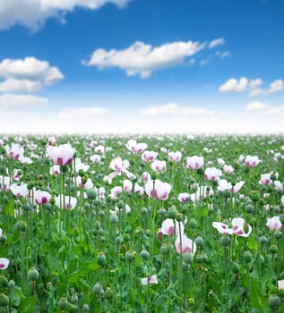 Field sown with poppy Opium poppy in bloom