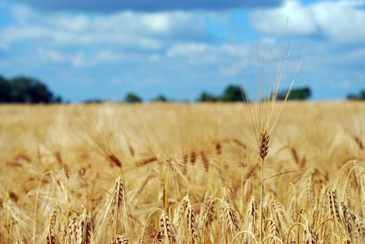 Field sown young barley crop ready for harvest