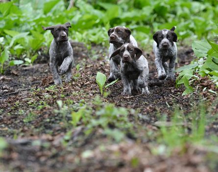 german shorthaired pointer litter running in the forest - 8 weeks old