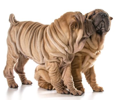 two puppies playing - chinese shar pei littermates isolated on white - 4 months old