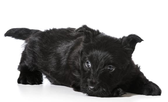 Scottish Terrier puppy in play bow isolated on white background - 4 weeks old