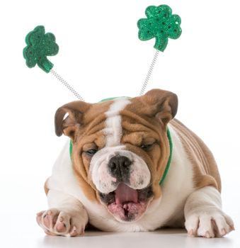 english bulldog wearing st patricks day headband