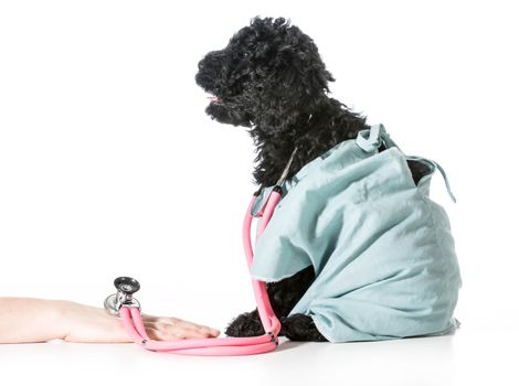 veterinary care - barbet puppy dressed like veterinarian helping person
