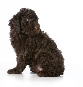 cute puppy sitting looking over shoulder - barbet 7 weeks old